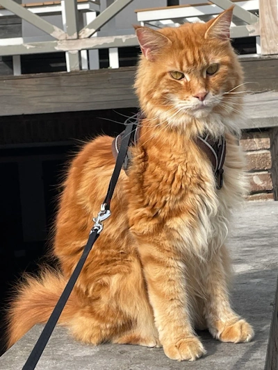 foto van Daichi onze mascotte